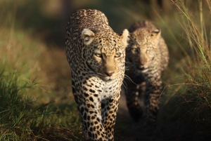 Nairobi: 3-dages Maasai Mara-safari med overnatning