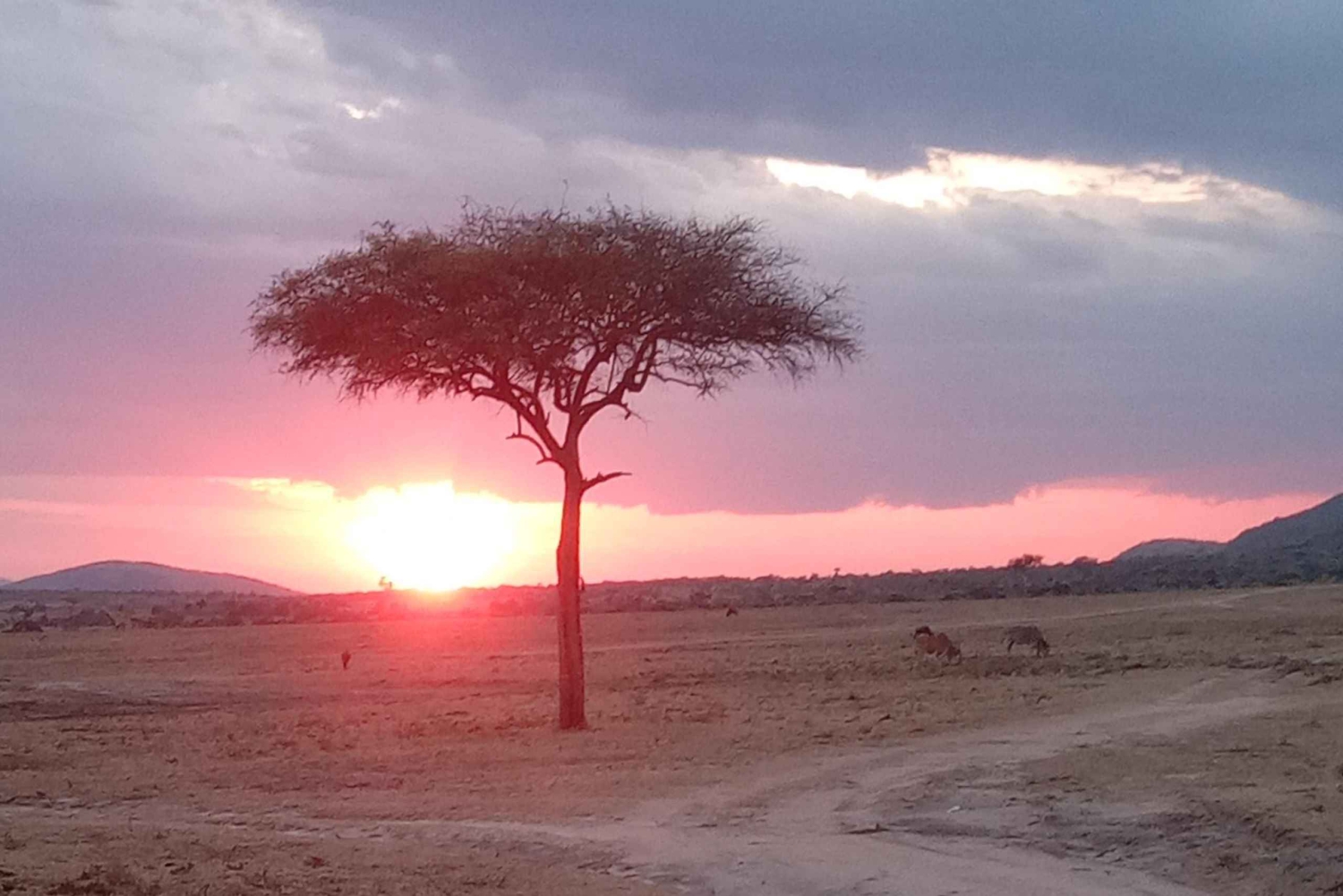 Найроби: 3-дневное сафари в Кении