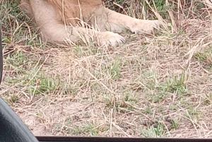 Найроби: 3-дневное сафари в Кении