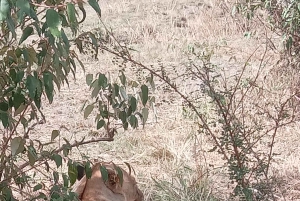 Найроби: 3-дневное сафари в Кении