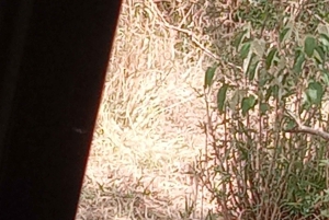 Найроби: 3-дневное сафари в Кении