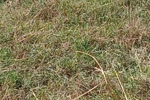 Найроби: 3-дневное сафари в Кении