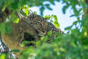 Найроби: 3-дневное сафари в Кении