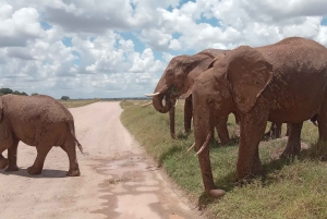 Найроби: 3-дневное сафари в Кении