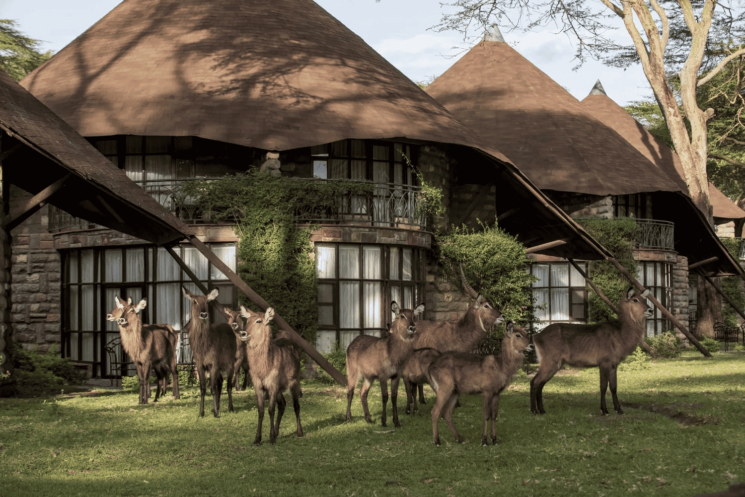 Nairobi: 5-Tage-Safari in Naivasha und Nakuru