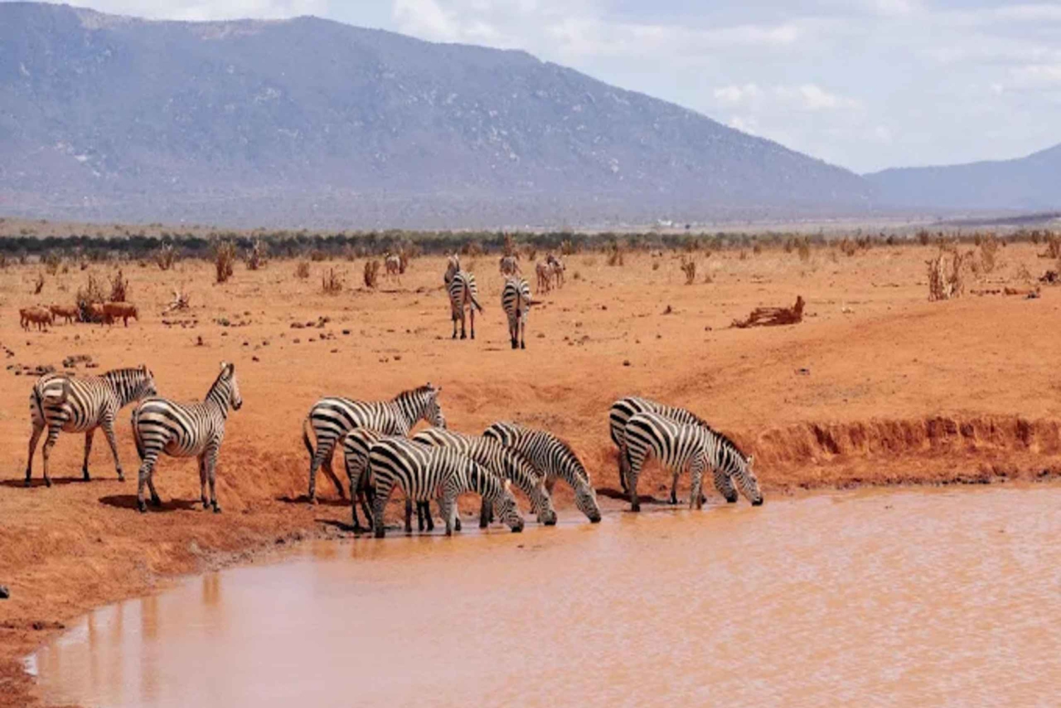 Nairobi: Safari de 2 dias em grupo em Amboseli