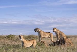 Nairobi: 9-Day Safari and Beach Holiday with Accommodation