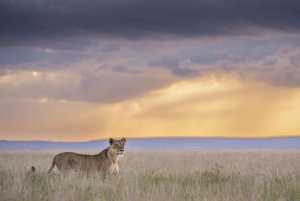 Nairobi: 9-Day Safari and Beach Holiday with Accommodation