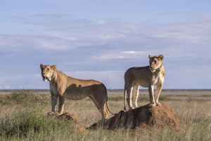 Nairobi: 9-Day Safari and Beach Holiday with Accommodation