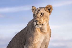 Nairobi: 9-Day Safari and Beach Holiday with Accommodation