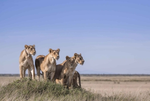 Nairobi: 9-Day Safari and Beach Holiday with Accommodation