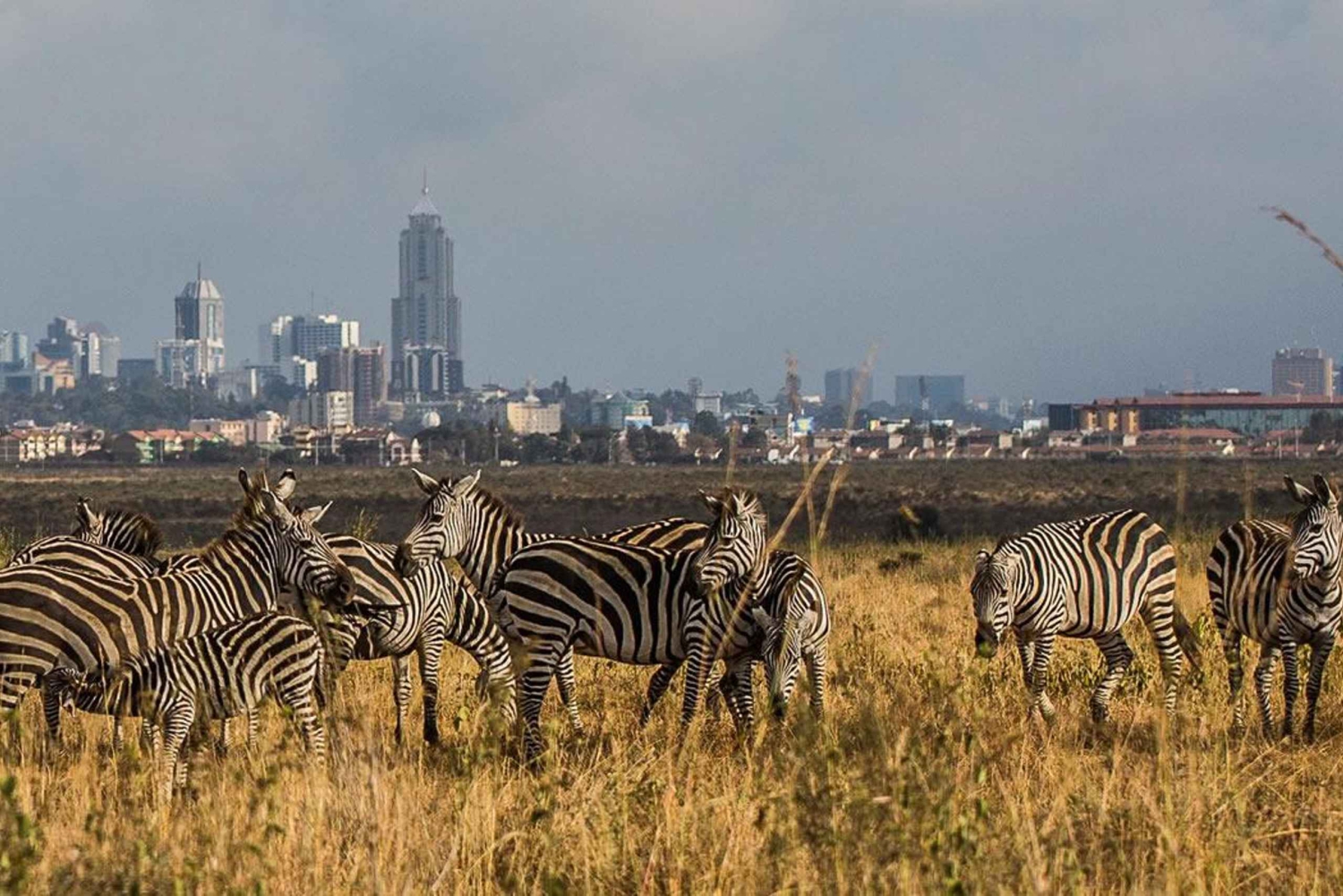 Escala en el aeropuerto de Nairobi: Visita al Parque Nacional de Nairobi - 4 horas