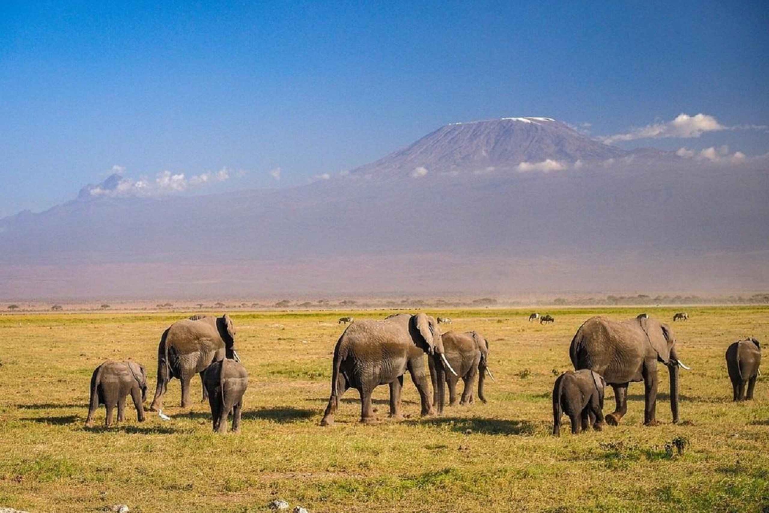 Nairobi : Excursion d'une journée au parc national d'Amboseli et au village Maasai