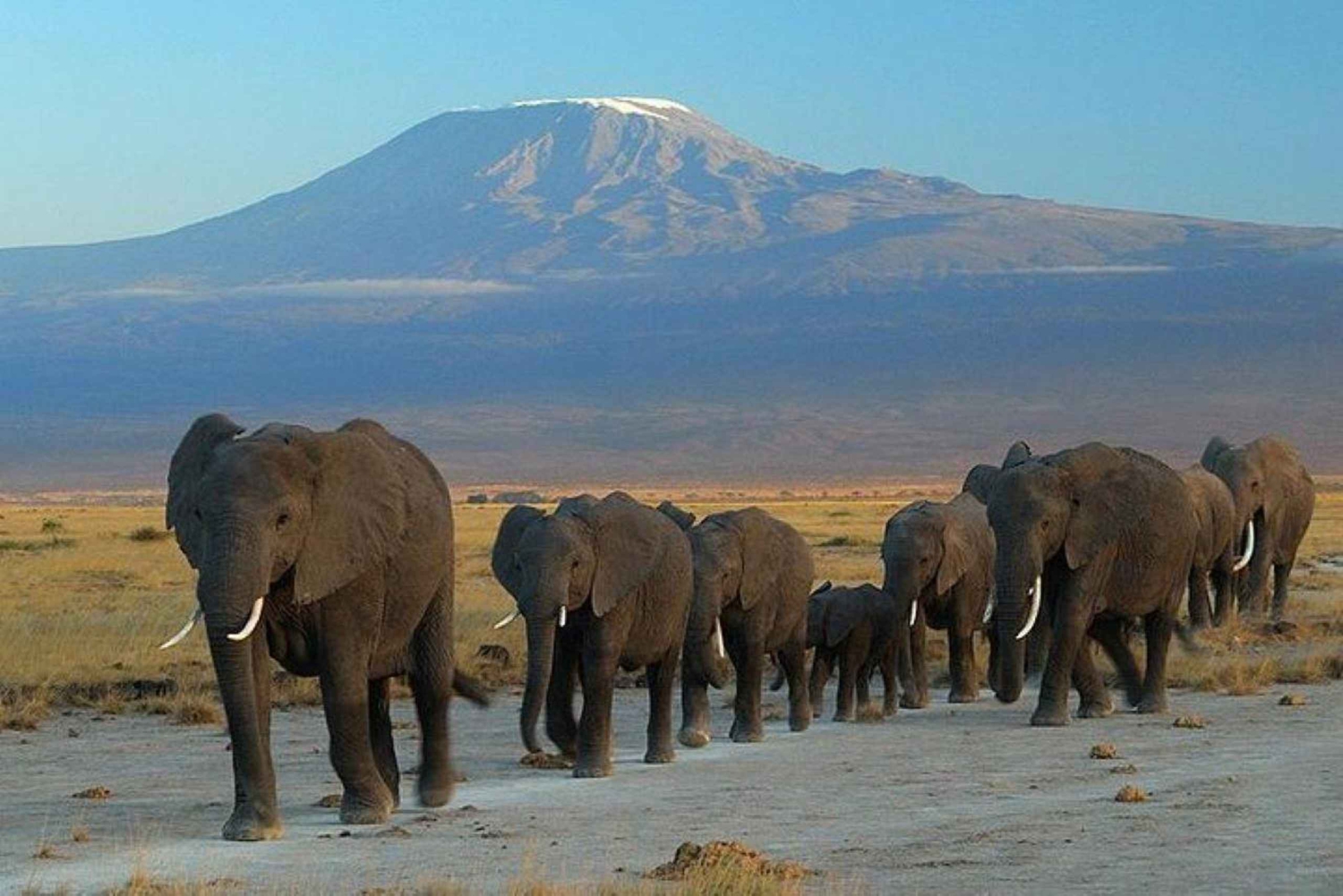 Nairobi: Gruppresa till Amboseli nationalpark