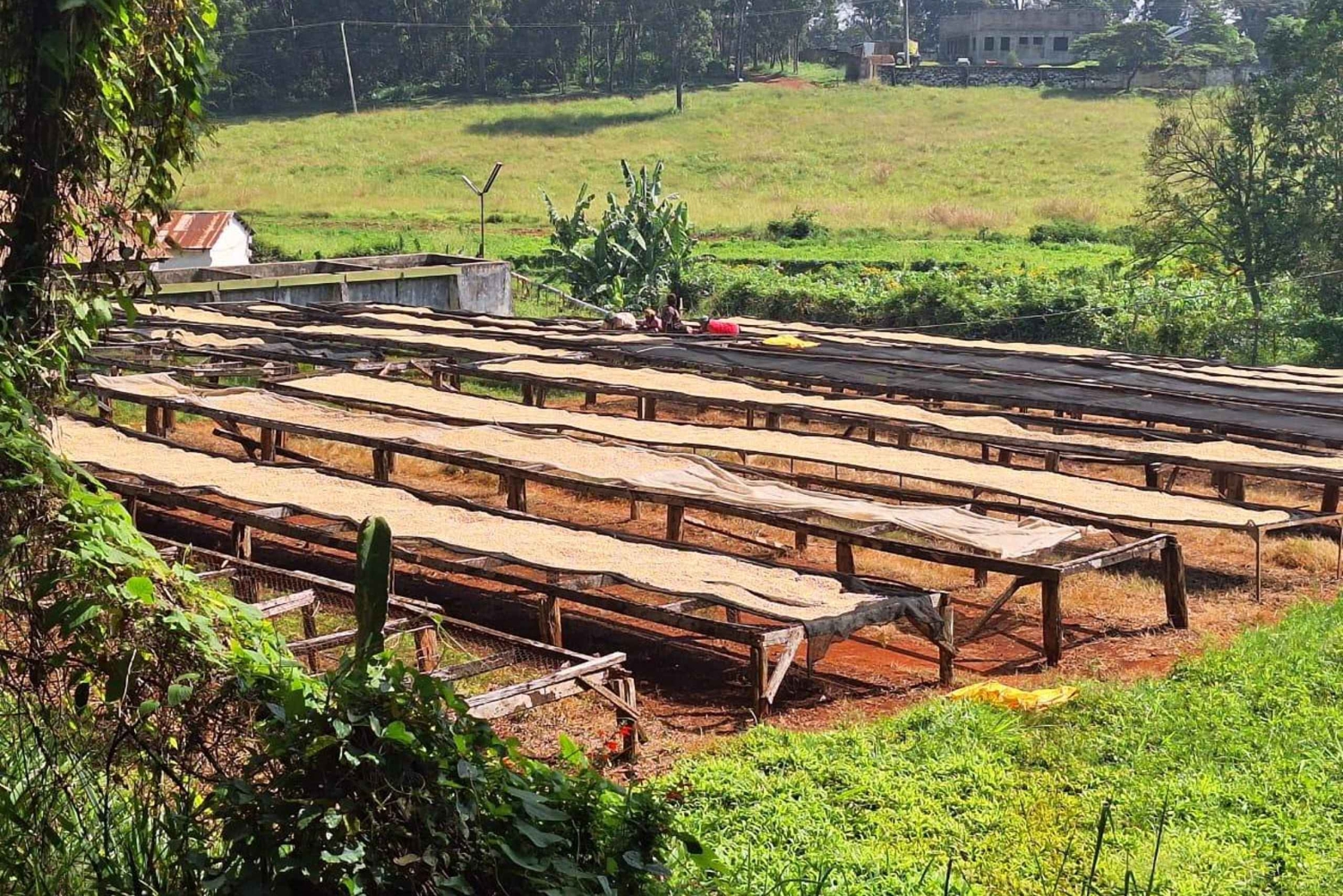 Rundvisning på kaffefarm og -fabrik i Nairobi