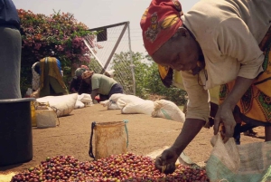 Экскурсия на кофейную ферму в Найроби на полдня (все включено)