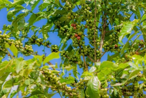 Экскурсия на кофейную ферму в Найроби на полдня (все включено)