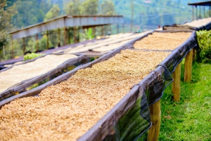 Экскурсия на кофейную ферму в Найроби на полдня (все включено)