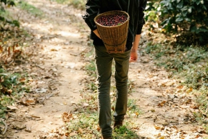Экскурсия на кофейную ферму в Найроби на полдня (все включено)