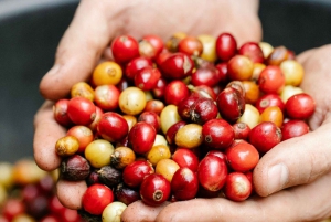 Экскурсия на кофейную ферму в Найроби на полдня (все включено)