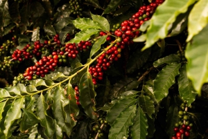 Экскурсия на кофейную ферму в Найроби на полдня (все включено)