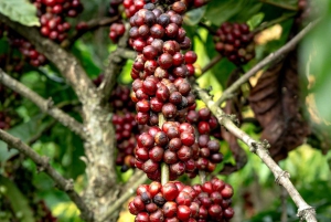 Экскурсия на кофейную ферму в Найроби на полдня (все включено)