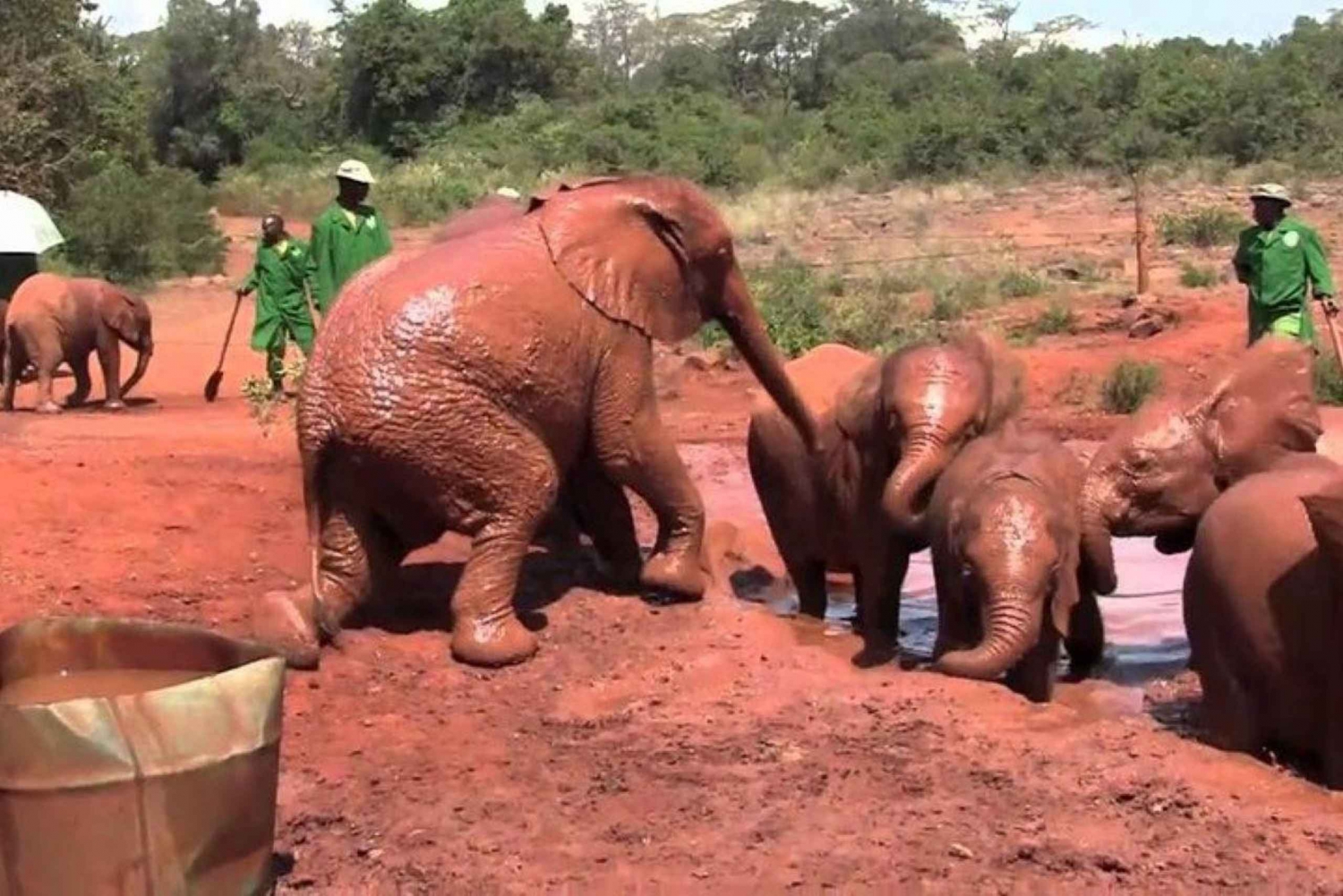 Nairobi: Visita all'orfanotrofio degli elefanti David Sheldrick