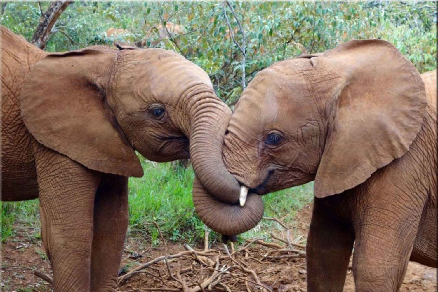 Nairobi; David Sheldrick Elephant Trust Tour de medio día