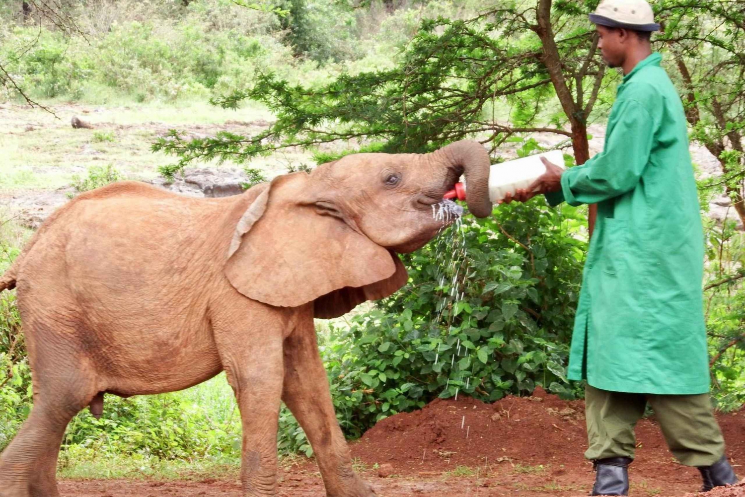 Nairobi : Visite de l'orphelinat des éléphants et du centre des girafes