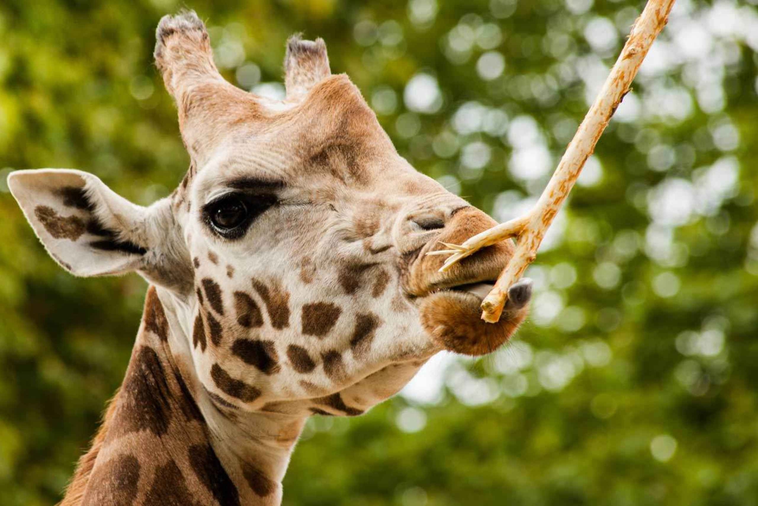 Nairobi: Omvisning på Elephant Orphanage Trust og Giraffe Center