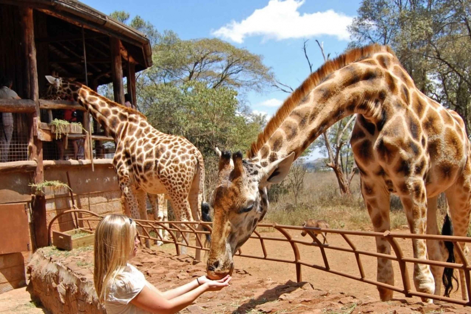 Nairobi: Elephant Sanctuary und Giraffe Center Tagestour