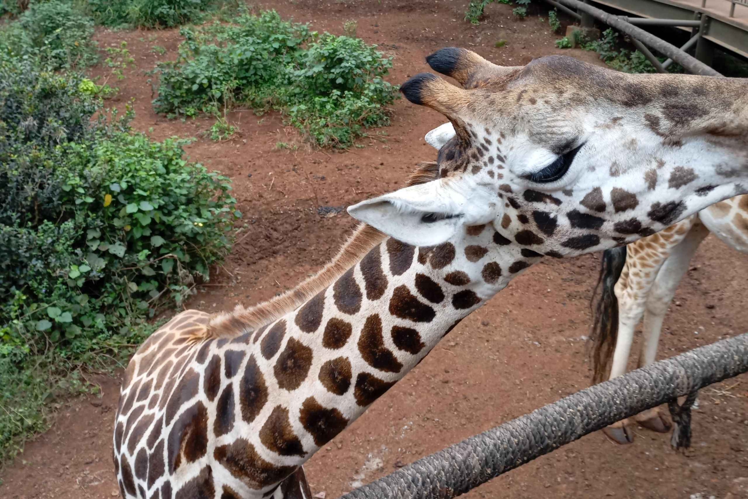 Nairobi: Jednodniowa wycieczka do sanktuarium słoni i centrum żyraf