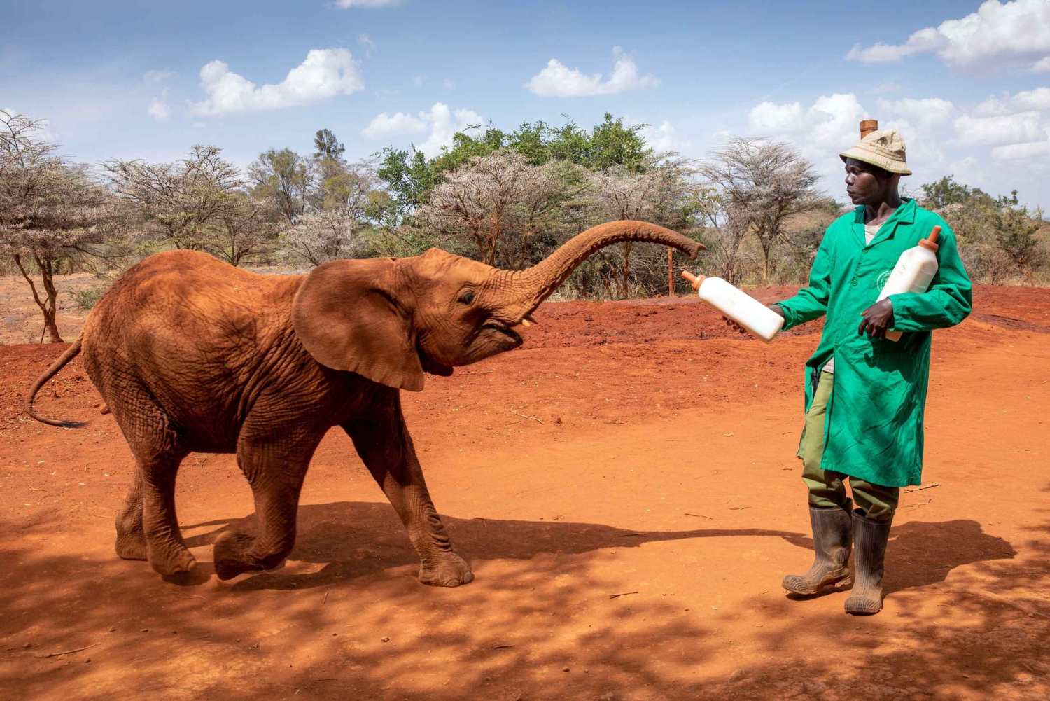 Nairobi: Elephant Sanctuary & Giraffe Center -puolen päivän retki.