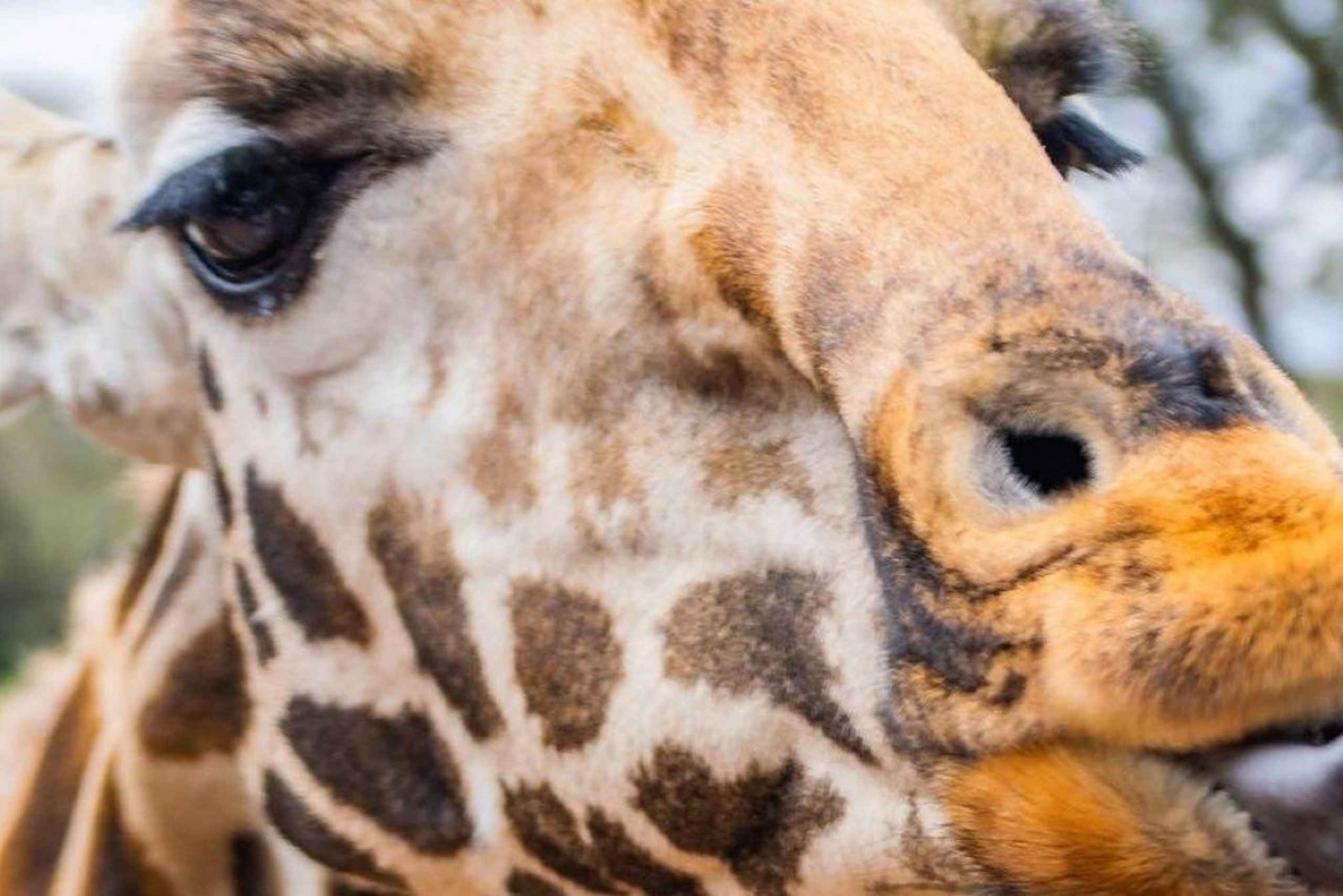 Nairobi: Viagem de 1 dia ao Centro das Girafas