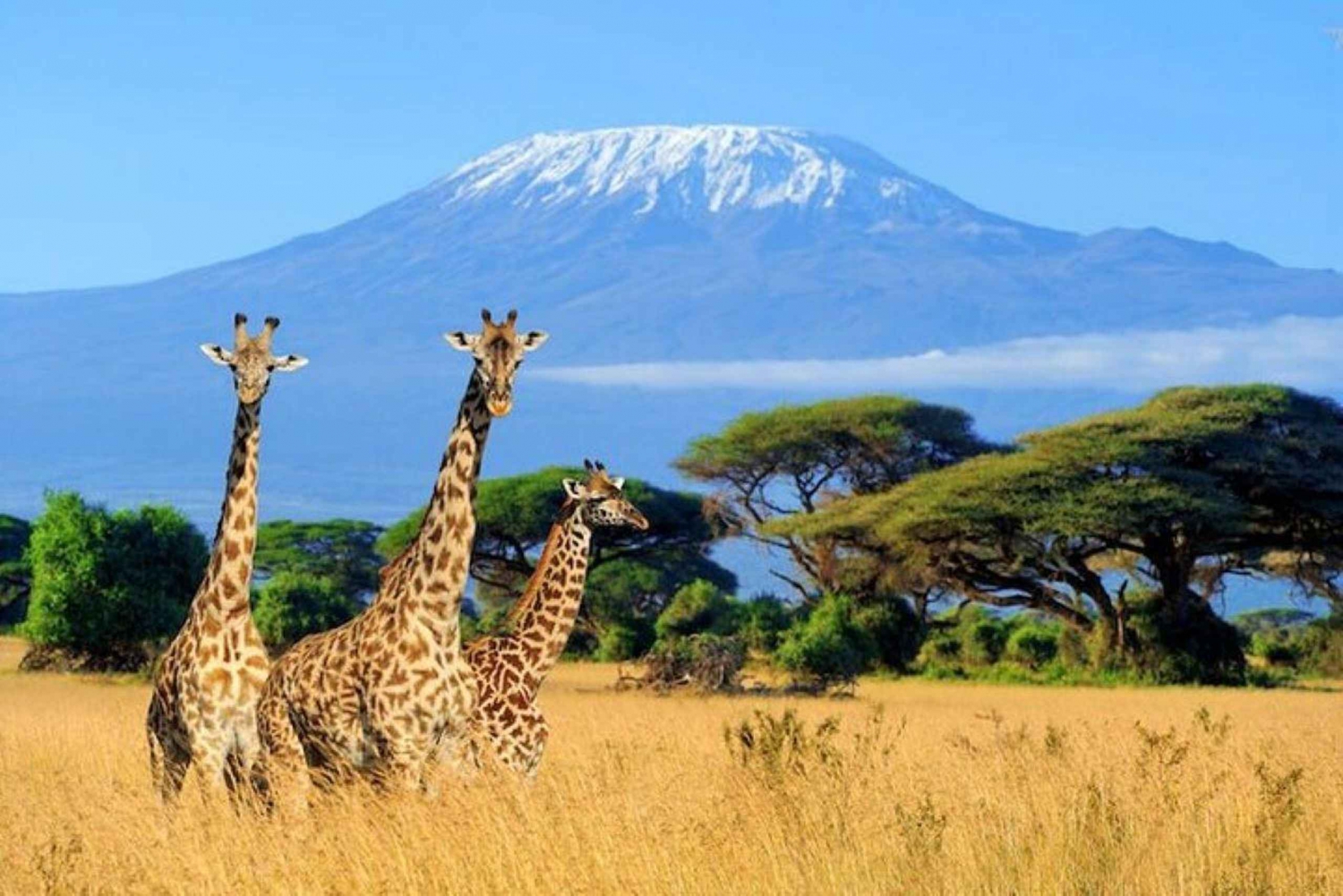 Nairobi: Tour di gruppo del Parco Nazionale Amboseli