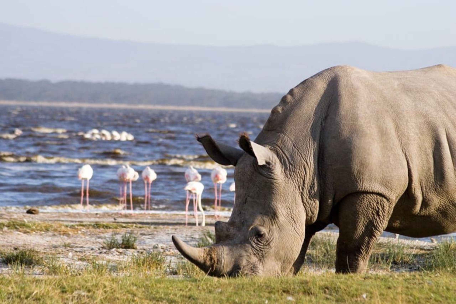 Nairobi: Group Joining Lake Nakuru & Lake Naivasha Day Trip