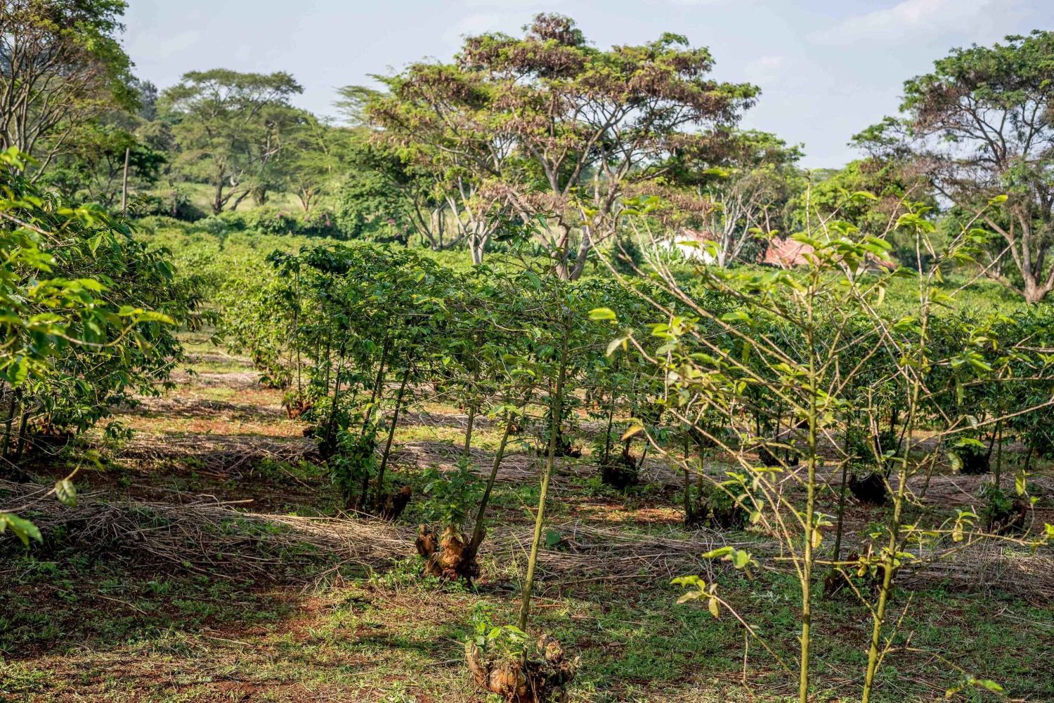 Nairobi: Kaffeefarm-Tour mit Verkostungen mit einem Tourguide