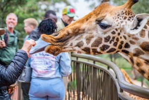 Nairobi Geführte Tour zum Giraffe Center und zur Kobe Perlenfabrik