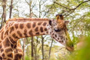 Nairobi Geführte Tour zum Giraffe Center und zur Kobe Perlenfabrik