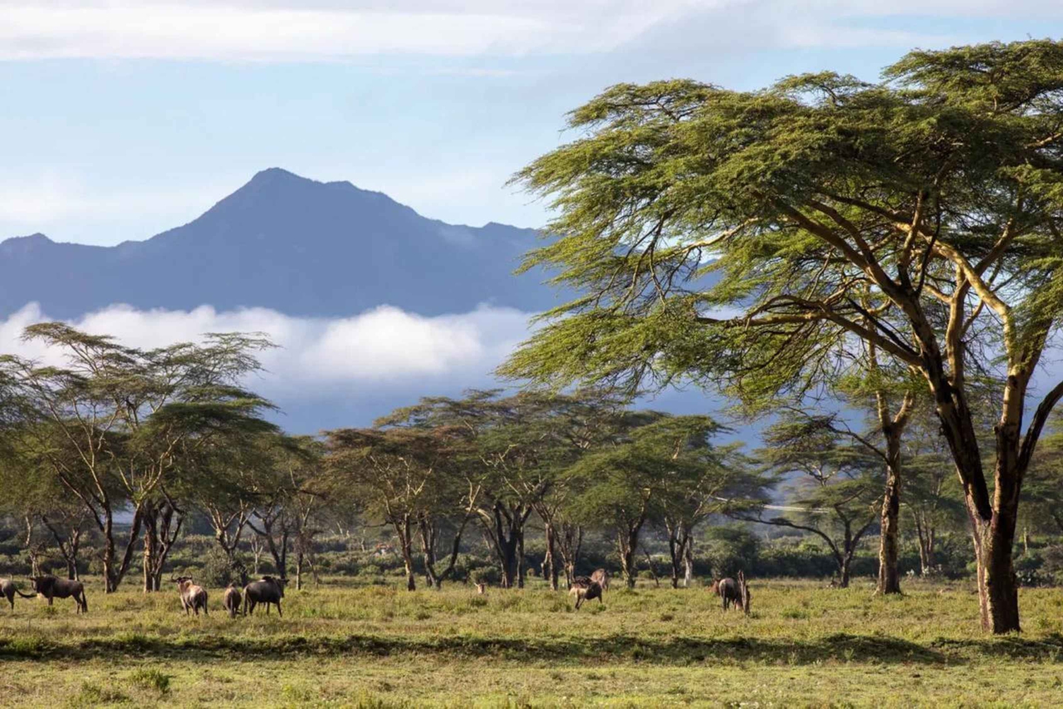 Nairobi: safari a caballo con traslado y almuerzo