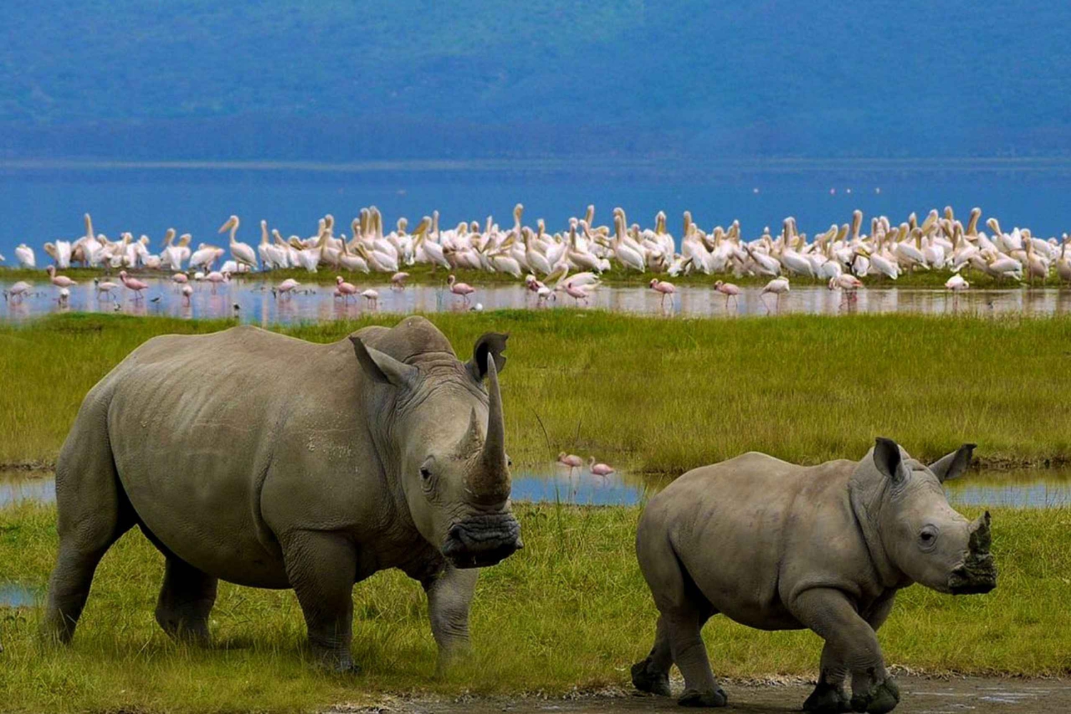 Nairobi: Lake Nakuru and Lake Naivasha Boat Ride Day Trip