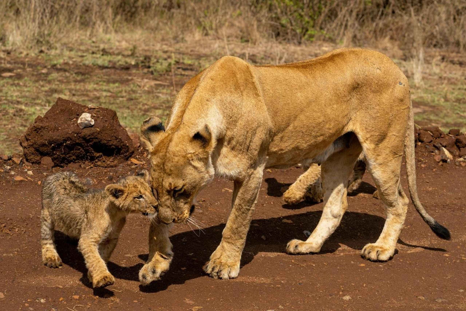 Safari de 5 heures dans le parc national de Nairobi en véhicule 4x4