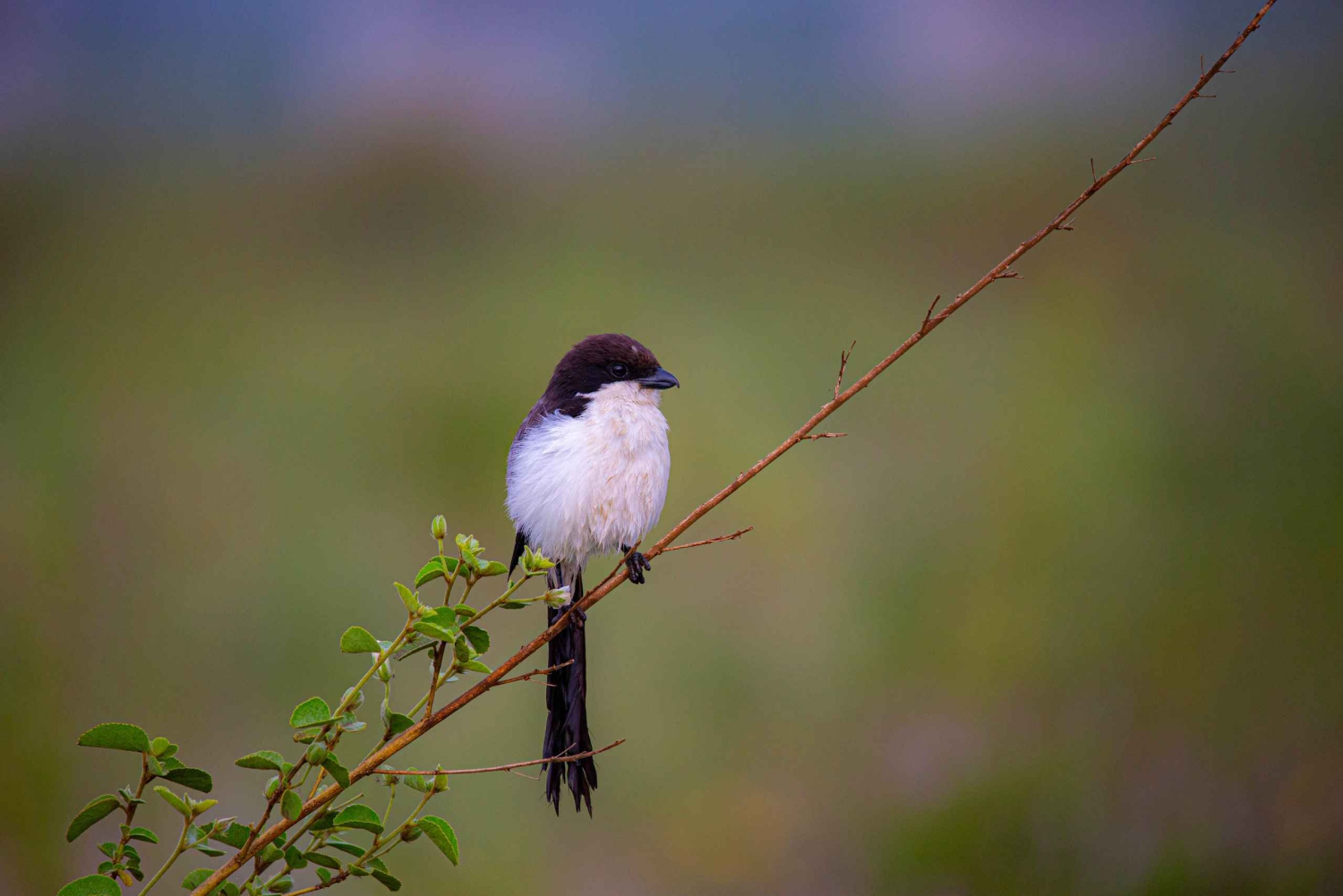 Nairobi: Guidet safari i nasjonalparken