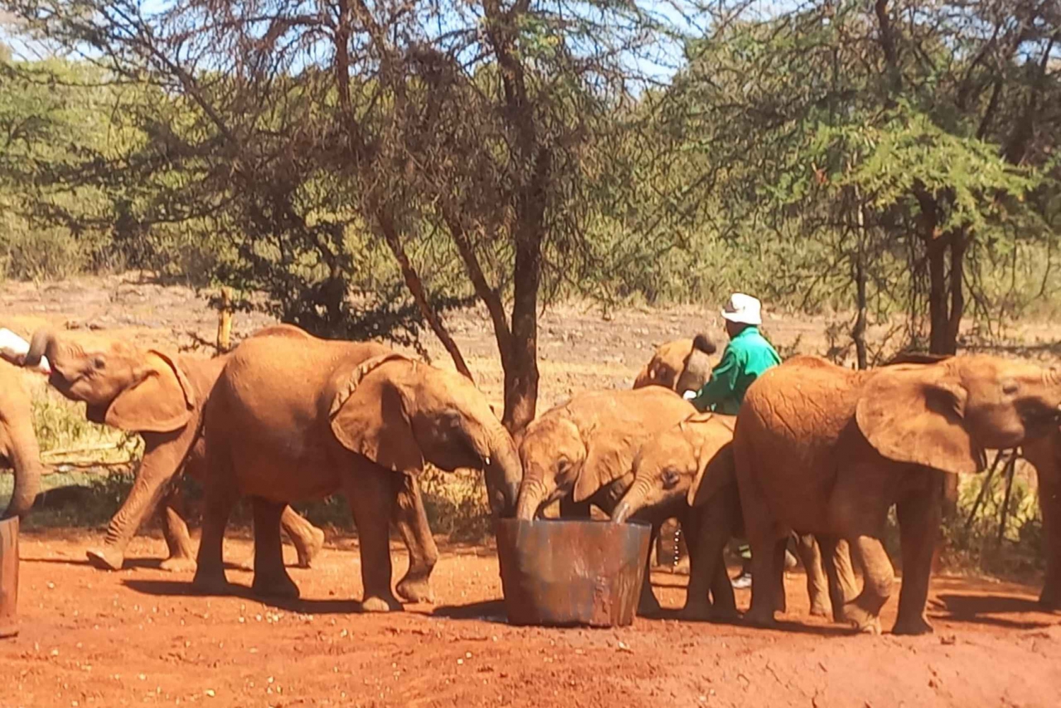ナイロビ：国立公園、ゾウの孤児院、キリンの保護センターをご訪問ください