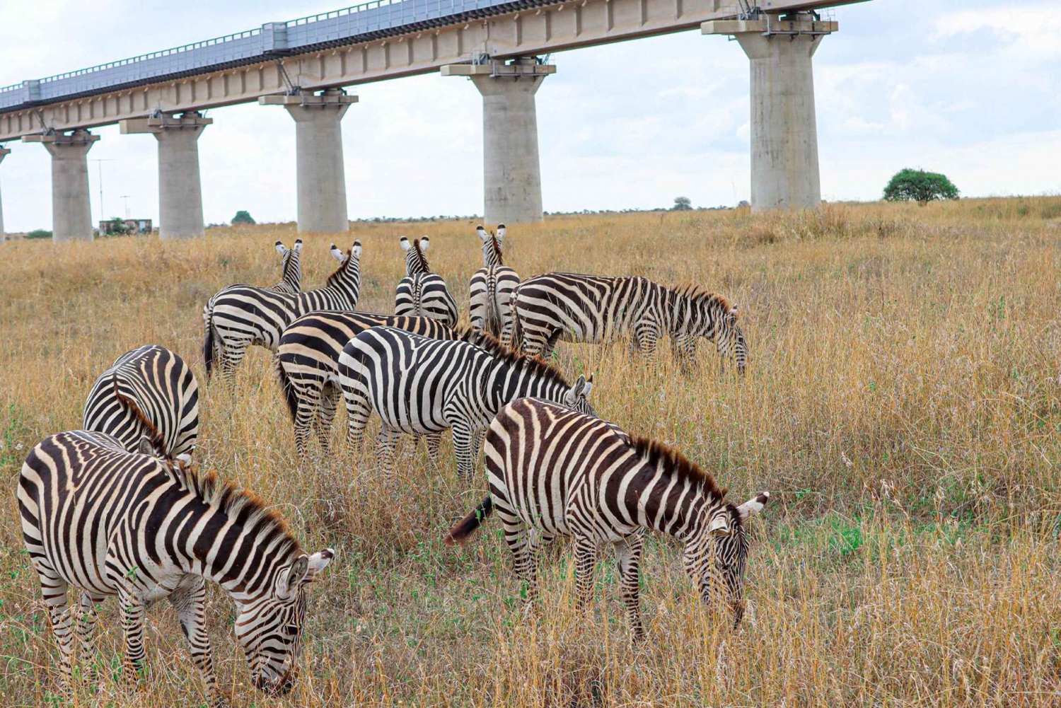 Nairobi : visite privée du parc national en Jeep 4X4