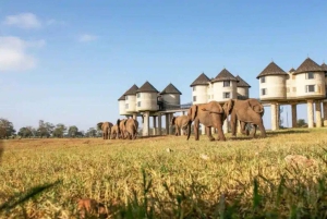 Nairobi or Mombasa: 2-Day Salt Lick Safari Lodge Tour
