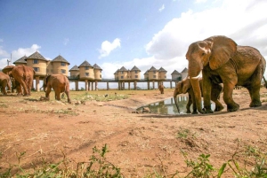 Nairobi or Mombasa: 2-Day Salt Lick Safari Lodge Tour