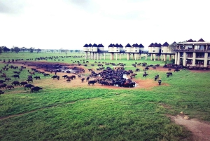 Nairobi or Mombasa: 2-Day Salt Lick Safari Lodge Tour