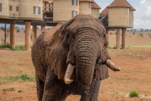 Nairobi or Mombasa: 2-Day Salt Lick Safari Lodge Tour