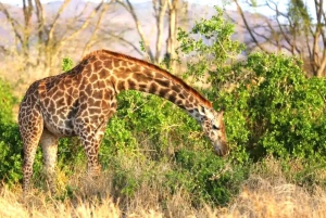 Nairobi or Mombasa: 2-Day Salt Lick Safari Lodge Tour
